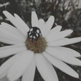 hRoI0