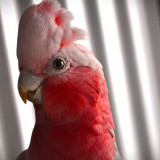 hRJte