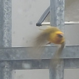 hWqVE